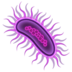 WhatsApp里的微生物emoji表情